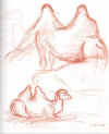 camel_01.jpg (16487 bytes)