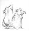 camel_2-c.jpg (11027 bytes)
